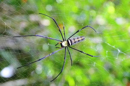  Golden orb-weaver Spider  Nephila plumipes  in web showing top view  の写真素材