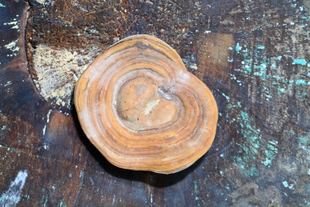  Close up Ling Zhi Mushroom on the old wood