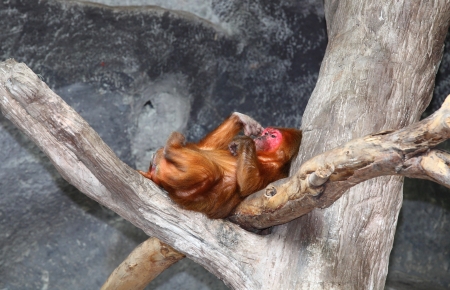Stump-tailed macaque relax on her tree の写真素材