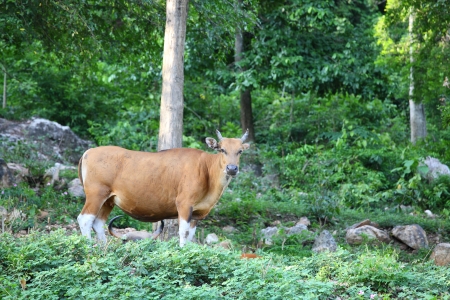 Banteng or Red Bull with forest in backgroundの写真素材