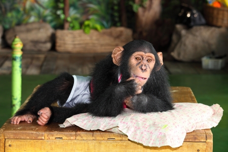 Chimpanzee is acting for portraitの写真素材