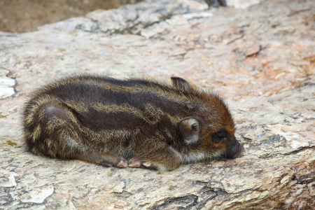 Young Wild Boar is sleeping on the stone in nature の写真素材