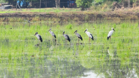 Asian Openbill stork in rice field of Thailandの写真素材