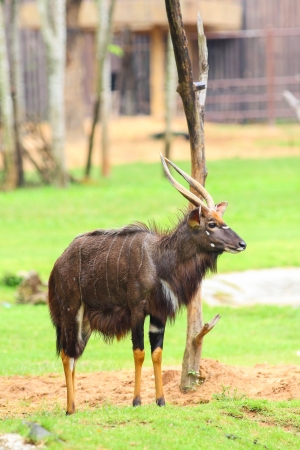 Eland is acting at Kao Keaw National park, Thailandの写真素材