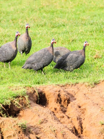 Guineafowl  Numida meleagris  walking on the grassの写真素材
