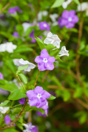 The  Yesterday Today and Tomorrow  flower or  Brunfelsia americana L  の写真素材