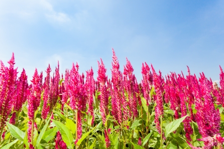 Plenty of Cockscomb flower Celosia argentea L  var  cristata  L   Kuntze  is blooming for background used  の写真素材