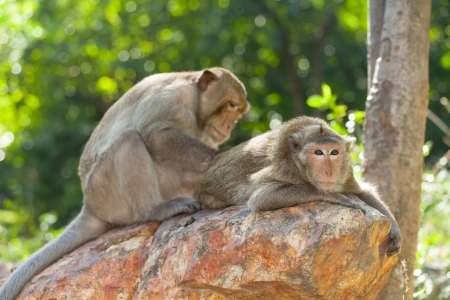 Lovely Monkey  Long-Tailed Macaque  cleaning each other with loverの写真素材