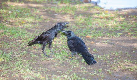 The portrait of Crow bird  Corvus Linnaeus  on the groundの写真素材