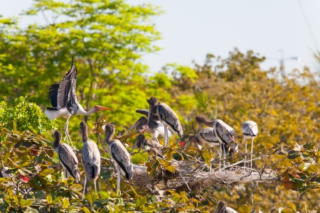 The Painted Stork  Mycteria leucocephala   bird and her family on top of the treeの写真素材