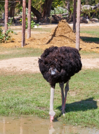 African ostrich  Struthio camelus  lay her head for drink the waterの写真素材
