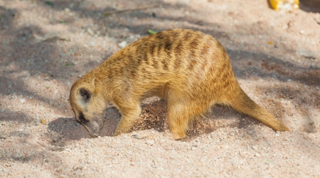The meerkat  Suricata suricatta  is digging for the food の写真素材