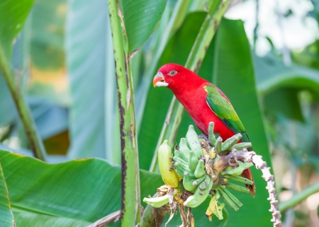 Beautiful parrot eating the banana on the banana tree