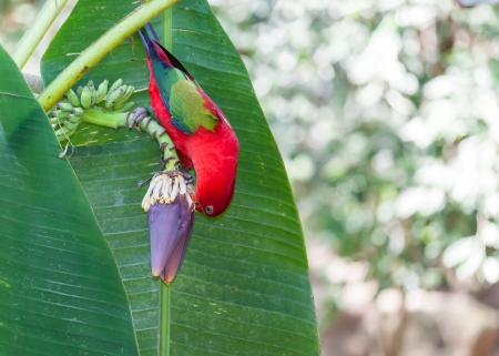 Beautiful parrot eating the banana s flower on the banana tree の写真素材