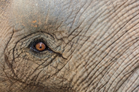 The close up of big eye of Asia Elephantの写真素材