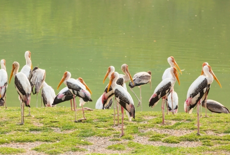 The big group of Painted Stork  Mycteria leucocephala   birds near the pondの写真素材