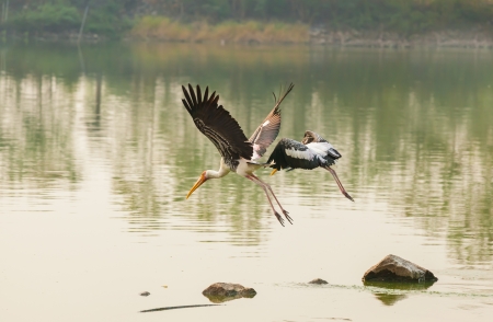 The Painted Stork  Mycteria leucocephala   bird flying on the pondの写真素材