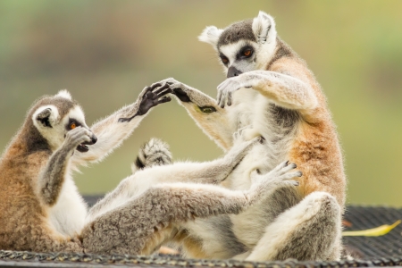 The Lemur  Lemuriformes  playing each other の写真素材