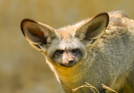 The portrait of Bat-eared fox の写真素材
