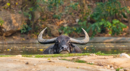 Asia water buffalo soak in the pondの写真素材