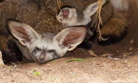 The Bat-eared fox and his family in his homeの写真素材