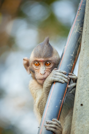 The lovely Monkey  Long-Tailed Macaque  with sweet eyesの写真素材