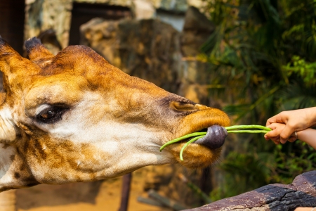 The Giraffe received food from human with sweet relationship の写真素材