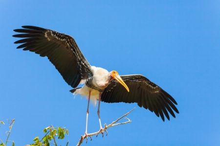 The Painted Stork  Mycteria leucocephala   bird is spread her wing on her homeの写真素材