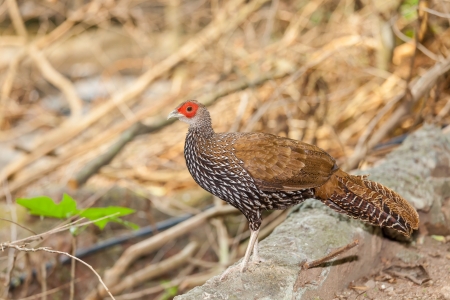 The female Kalij pheasant  Lophura Leucomelanos  bird walk and act for the cameraの写真素材