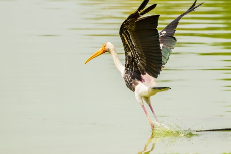 Painted Stork  Mycteria leucocephala   birds starting to fly on the pondの写真素材