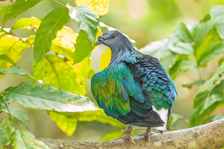 Nicobar pigeon  Caloenas nicobarica  in the forest