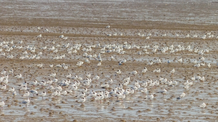 Full of Brown headed Gull  (Larus brunnicecephalus) bird for background useの写真素材