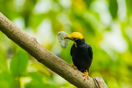 Golden-crested Myna bird  Ampeliceps coronatus  catch the leaf of treeの写真素材
