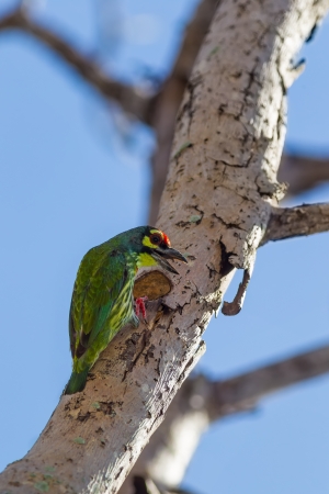 Coppersmith Barbet  Megalaima haemacephala bird at his home on the tree の写真素材