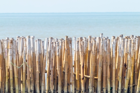 Bamboo barrier for protect the Mangrove forest の写真素材