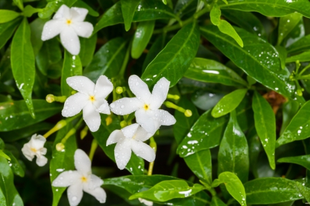 The close up of  Gerdenia Crape Jasmine - white flowers の写真素材