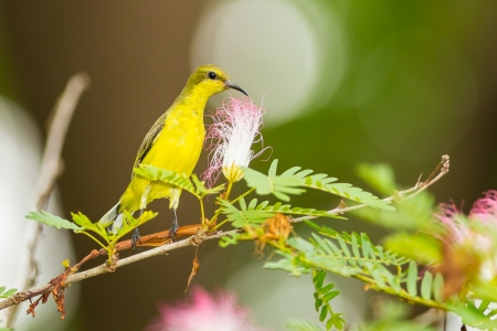 Female Olive-backed sunbird stair at usの写真素材