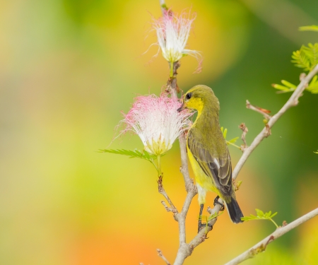Female Olive-backed sunbird  drink nectar from Pink Powder Puff flowerの写真素材