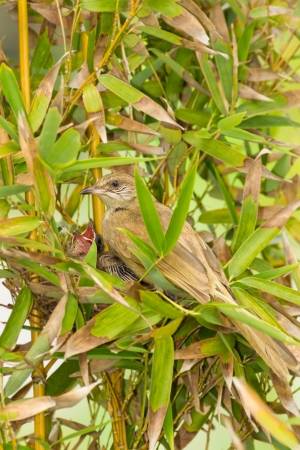 Streak-eared Bulbul  Pynonotus blanfordi   with her child の写真素材