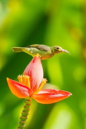 Female Brown-throated Sunbird  Anthreptes malacensis  on the banana flower の写真素材
