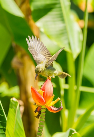 	Female Brown-throated Sunbird flying on banana floweの写真素材