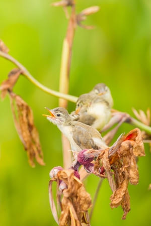 A lovely cub of Plain Prinia or White-browed Prinia screaming for foodの写真素材