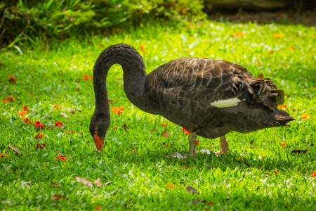 The portrait of Black swan or Cygnus atratus eating the grassの写真素材