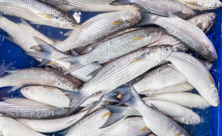 	Fresh Mullet fish  L  seheli  was sale in Thailand fish marketの写真素材