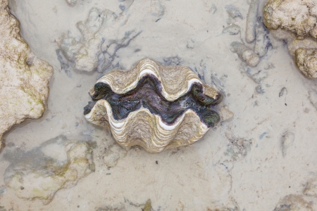 	Nature Giant clam , Tridacna gigas on the beach in natureの写真素材