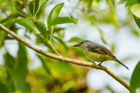 Female Small Minivet  Pericrocotus cinnamomeus  on the tree の写真素材