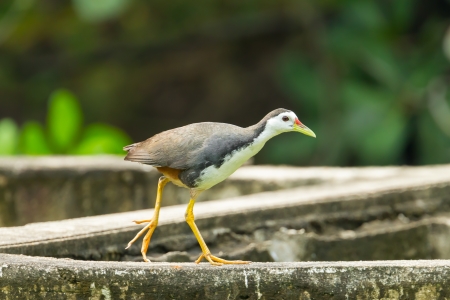 White-breasted Waterhen bird Amaurornis phoenicurus  is walking の写真素材