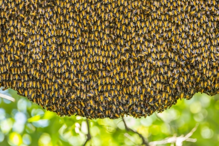 Working bee on honeycomb in the forestの写真素材