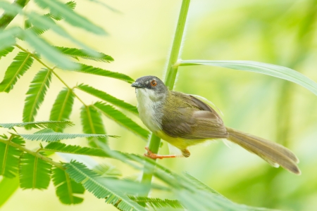 Yellow-bellied Prinia  Prinia flaviventris  finding some foodの写真素材