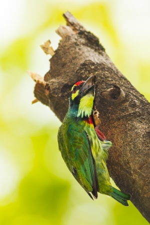 Coppersmith Barbet  Megalaima haemacephala  act on the tree の写真素材